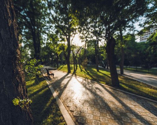 A person taking a refreshing morning walk in a vibrant green urban park in Romania